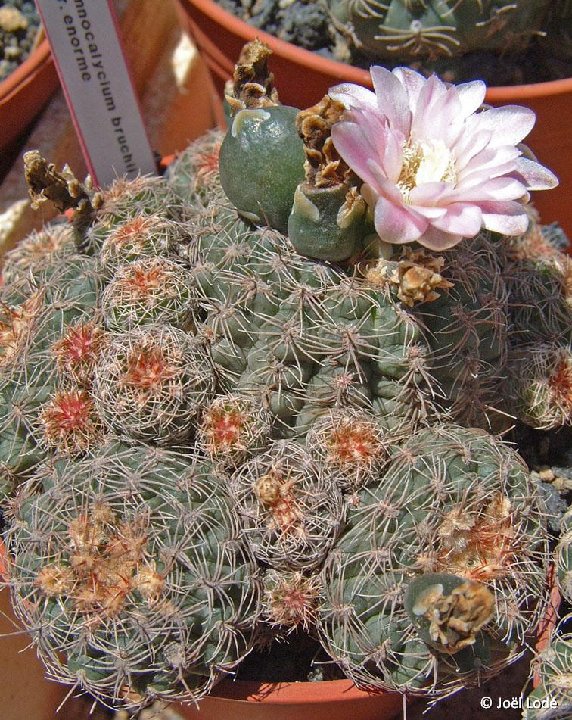 Gymnocalycium bruchii  var. enorme ©JLcoll.679